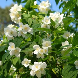 Philadelphus x virginalis Virginal